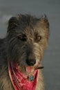 Face of an Irish wolfhound