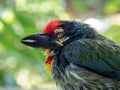 The face of Juvenile Coppersmith barbet bird