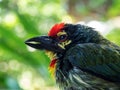 The face of Juvenile Coppersmith barbet bird