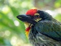 The face of Juvenile Coppersmith barbet bird Royalty Free Stock Photo