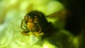 the face of a killer bee when he was young Royalty Free Stock Photo