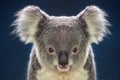 Face of koalas.