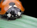 Face of ladybug Royalty Free Stock Photo