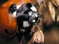 Face of ladybug Royalty Free Stock Photo