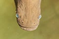 Face of large Arapaima, It is a genus of bonytongue nat