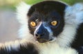 Face of lemur. Portrait. He looks surprised.