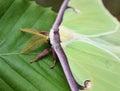 Face of lime green and purple American giant luna moth Actias luna Royalty Free Stock Photo