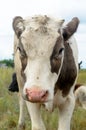 The face of the little cow calf white with brown spots on the eyes and the ears with a slightly messy hair looking. Royalty Free Stock Photo