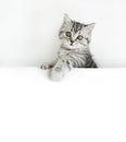 Face of little Scottish Straight kitten peeks out curiously from behind a white background with copy space. Baby cat looking into