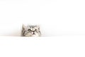 Face of little Scottish Straight kitten peeks out curiously from behind a white background with copy space. Portrait of baby cat