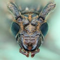 Face of Long-horned beetle (Coleoptera).