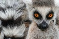 Face with long taill. Detail portrait of cute monkey. Ring-tailed Lemur, Lemur catta, with yellow clear background. Animal from Royalty Free Stock Photo