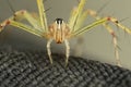 Face of Lynx spider - Oxyopes bhartae, Oxyopidae Royalty Free Stock Photo