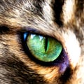 Face of Maine Coon cat showing one eye. Vector