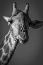 Face of male giraffe, Kruger National Park, South Africa Royalty Free Stock Photo