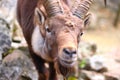 Face of a male ibex, Swiss alpine capra