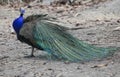 Face of male indian peacock on jungle field Royalty Free Stock Photo