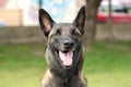 Face of a Malinois Belgian Shepherd dog attentive to orders with a lively and happy look Royalty Free Stock Photo