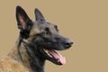 Face of a Malinois Belgian Shepherd dog attentive to orders with a lively and happy look