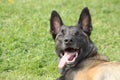 Face of a Malinois Belgian Shepherd dog attentive to orders with a lively and happy look Royalty Free Stock Photo