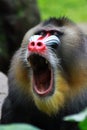 Face of mandril, animal closeup, monkey mandril