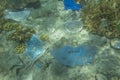 Face masks and plastic debris on bottom in Red Sea. Coronavirus COVID-19 is contributing to pollution, as discarded used masks