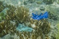 Face masks and plastic debris on bottom in Red Sea. Coronavirus COVID-19 is contributing to pollution, as discarded used masks