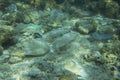 Face masks and plastic debris on bottom in Red Sea. Coronavirus COVID-19 is contributing to pollution, as discarded used masks