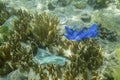 Face masks and plastic debris on bottom in Red Sea. Coronavirus COVID-19 is contributing to pollution, as discarded used masks