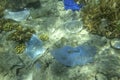 Face masks and plastic debris on bottom in Red Sea. Coronavirus COVID-19 is contributing to pollution, as discarded used masks