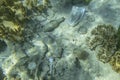 Face masks and plastic debris on bottom in Red Sea. Coronavirus COVID-19 is contributing to pollution, as discarded used masks