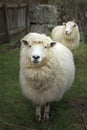 Face of merino sheep in new zealand rural farm Royalty Free Stock Photo