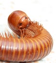 Face of Millipede Royalty Free Stock Photo