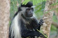 A thoughtful looking colobus monkey sits in the tree Royalty Free Stock Photo