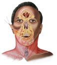 Face & Neck Dissection - Male