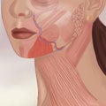 Face And Neck Muscles hand drawn illustration