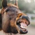 The face of a neighing horse. Royalty Free Stock Photo