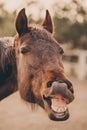 The face of a neighing horse. Royalty Free Stock Photo