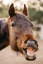 The face of a neighing horse. Royalty Free Stock Photo