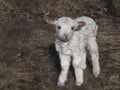 Face of a new born white lamb in spring. Week old Lamb Royalty Free Stock Photo