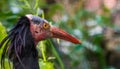 The face of a northern bald ibis in closeup, Endangered bird specie from Africa