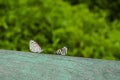 Face-Off of 88 and Little Calllicore Butterflies