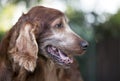 Face of an old beautiful pet dog as panting in summer Royalty Free Stock Photo