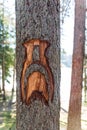 The face of an old man with a mustache is carved in a growing tree Royalty Free Stock Photo