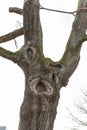 Face in old tree with caracter stem Royalty Free Stock Photo