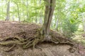 Face in old tree with caracter stemroots of big beech free fro errosion Royalty Free Stock Photo