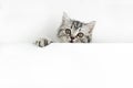 Face and paw of little Scottish Straight kitten peeks out curiously from behind a white background with copy space. Baby cat