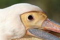 Face of pelecanus onocrotalus Royalty Free Stock Photo