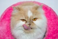The Face Persian Sticking Out Tongue  A Cat With A Gentle Character. Discreet, Sociable, Cheerful, Mischievous Like Being Cringe
