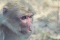 The Face of Pig-tailed Macaque Royalty Free Stock Photo